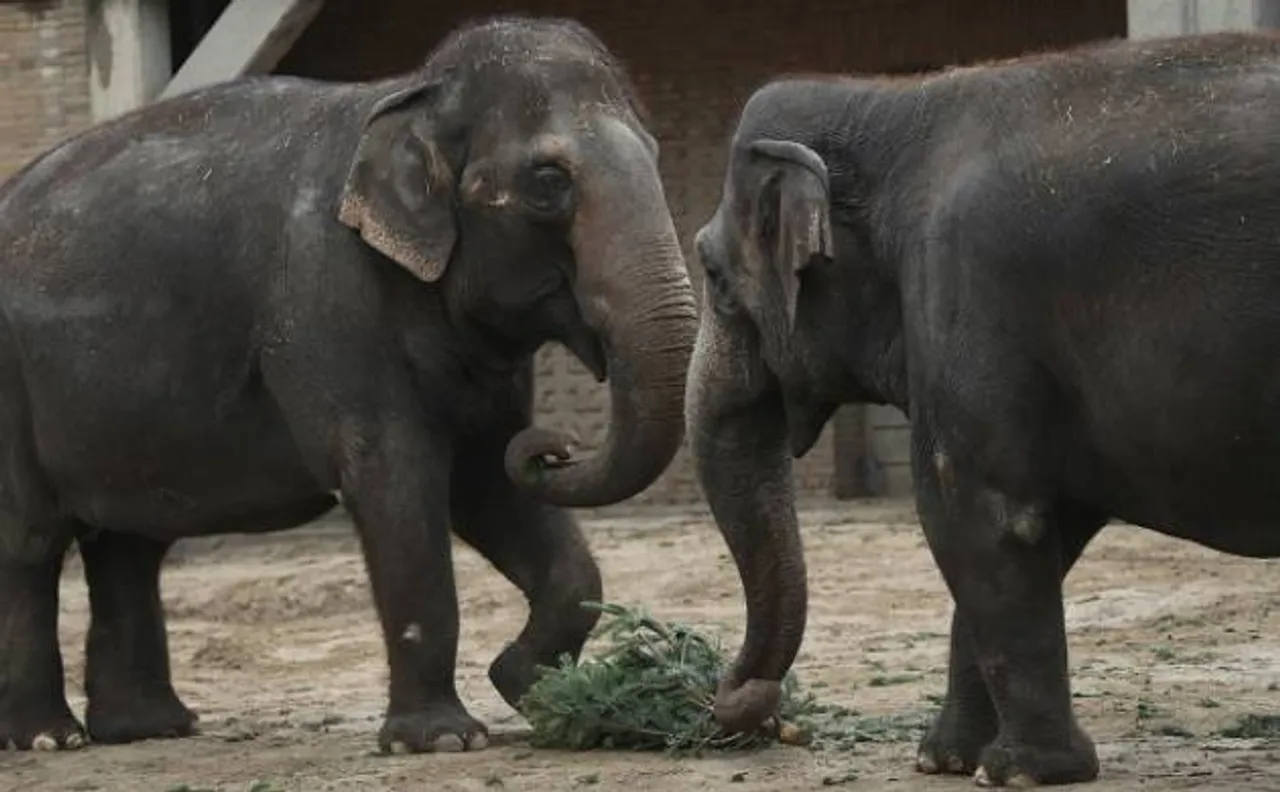Unique methods to keep elephants away from human settlements in Odisha 