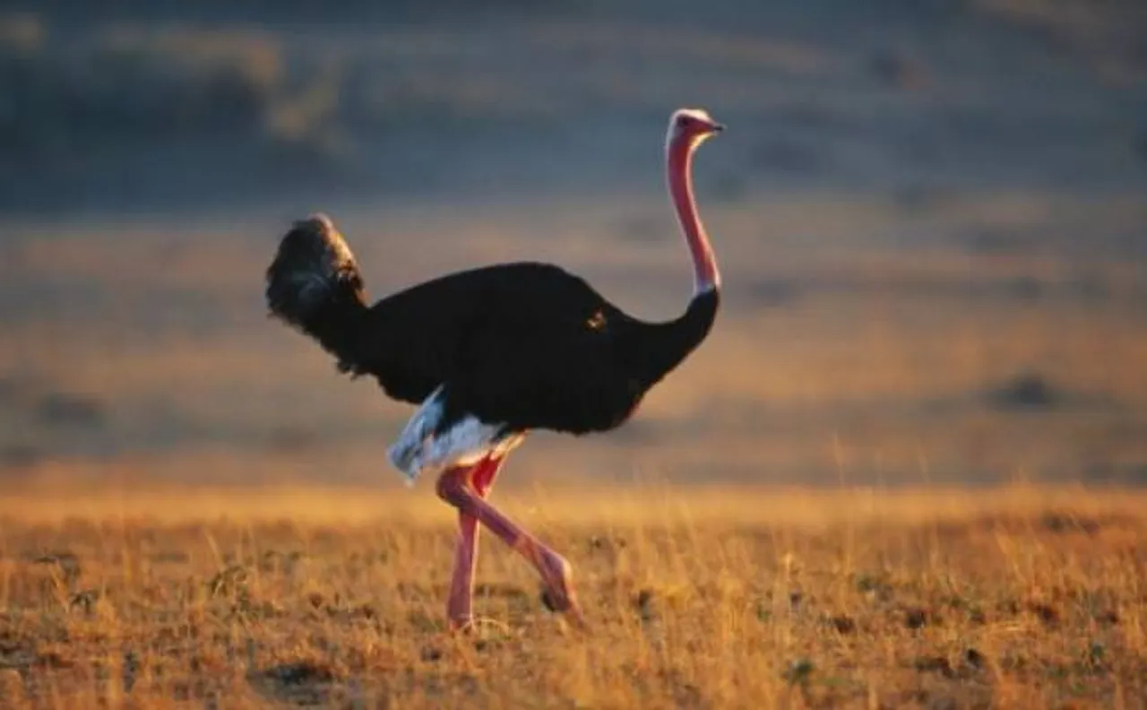 Ostriches existed in India about 25,000 years ago: CCMB Study