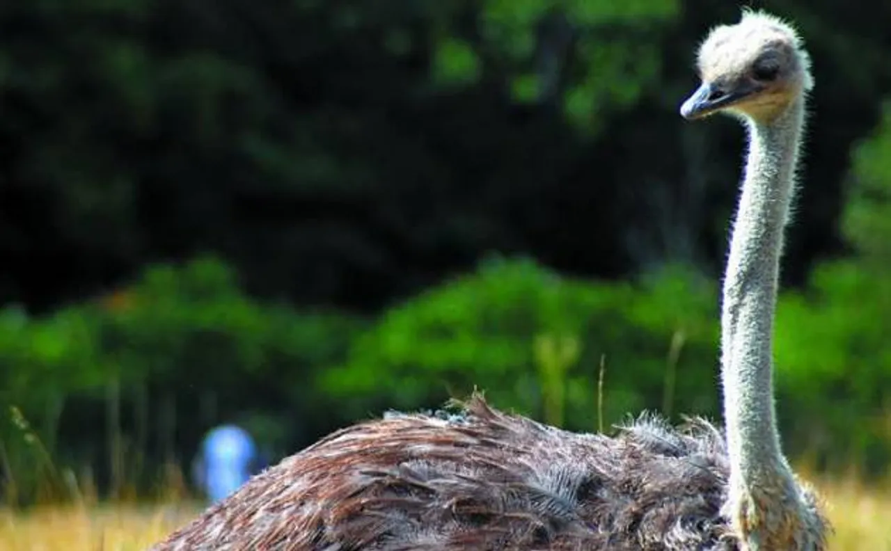 Ostriches existed in India over 25,000 years ago, molecular evidence shows