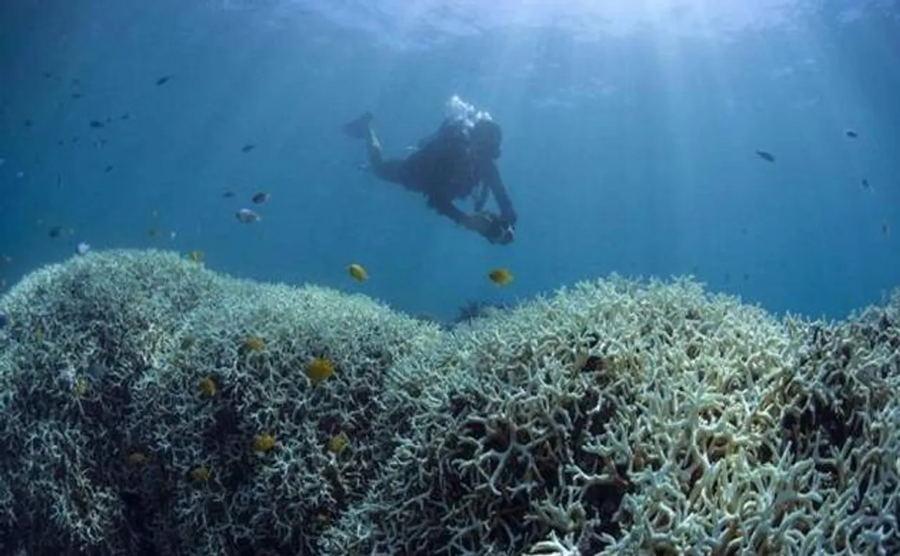 Indonesia summons British ambassador over coral reef destruction