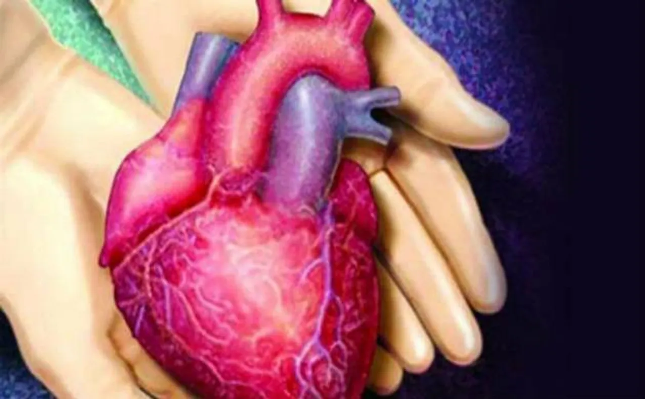 Scientists develop functional 'beating' human heart muscle