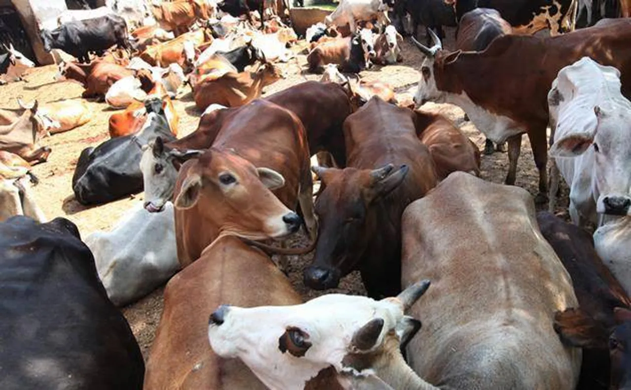Rajasthan: 'Cow vigilantes' gherao Jaipur hotel over beef rumour
