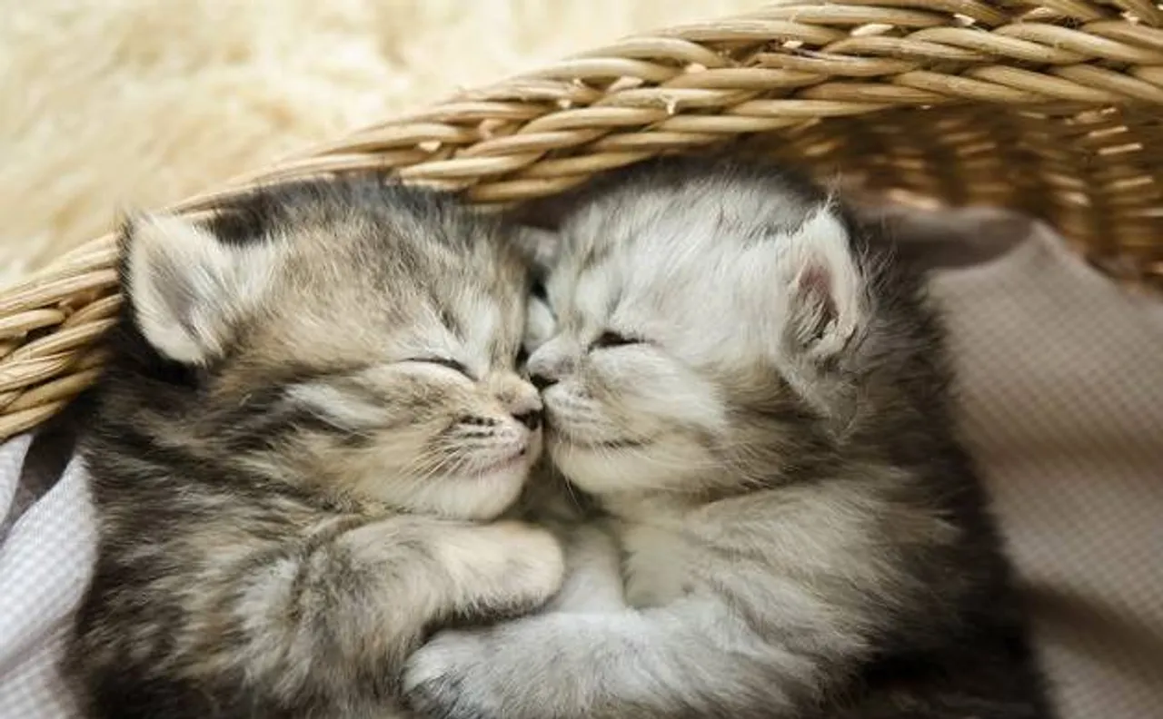 US-based perfume company develops 'Kitten Fur' perfume
