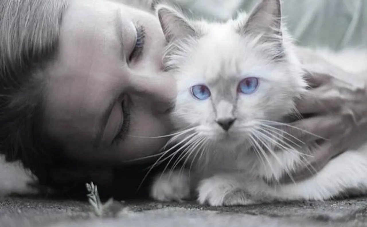 Cats love human interaction over food, says study