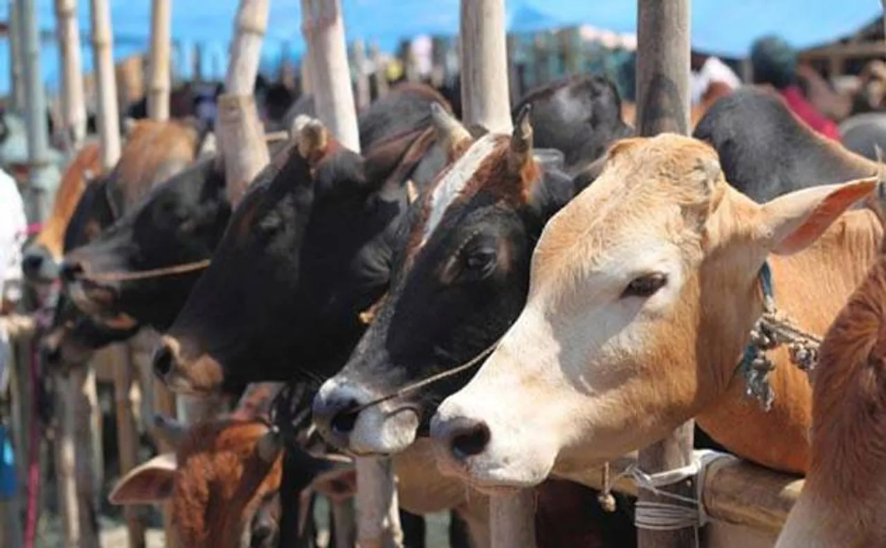 Gujarat Assembly amends cow protection law, enacts life imprisonment for cow slaughter 