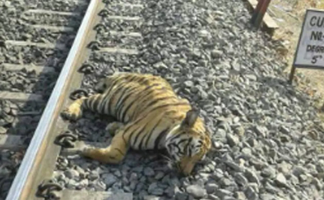 Tiger killed after being hit by a speeding train in Sehore of MP