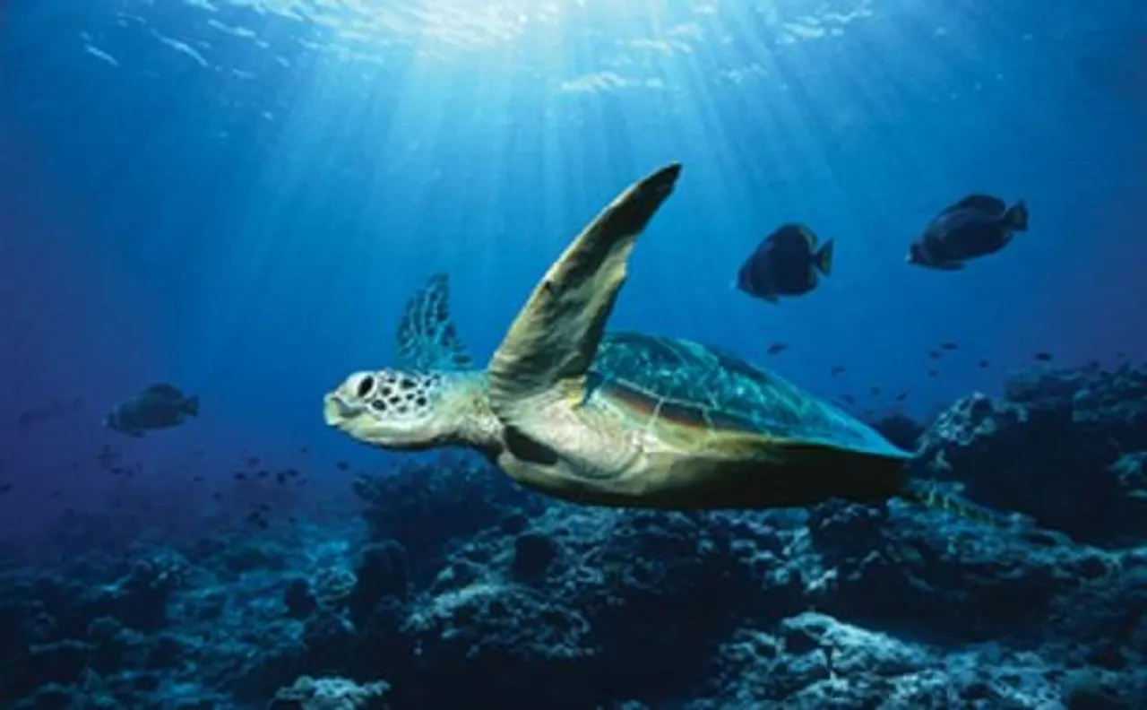 Global warming may help boosting marine life in Arctic waters