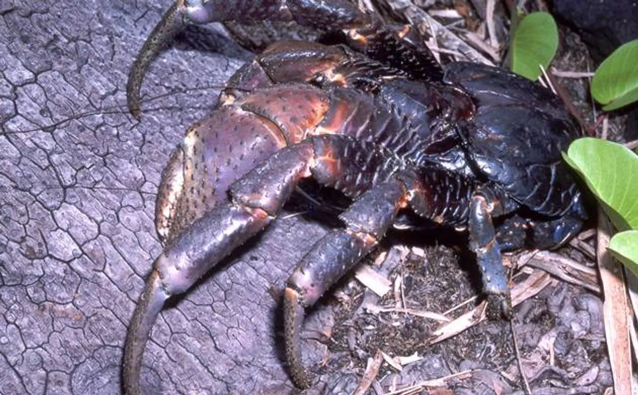 New species of crabs that live on tree discovered by scientists in Western Ghats