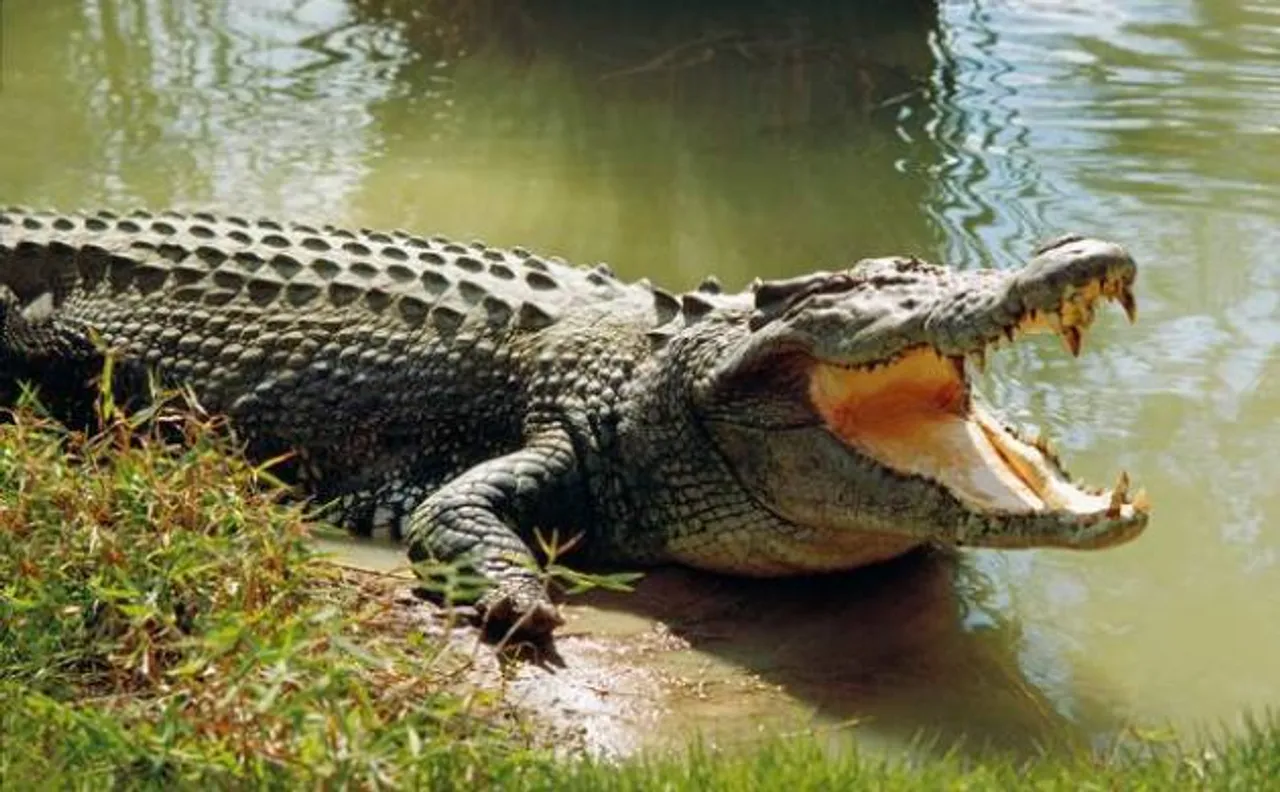 Odisha: Six-year-old girl hits crocodile to save her friend