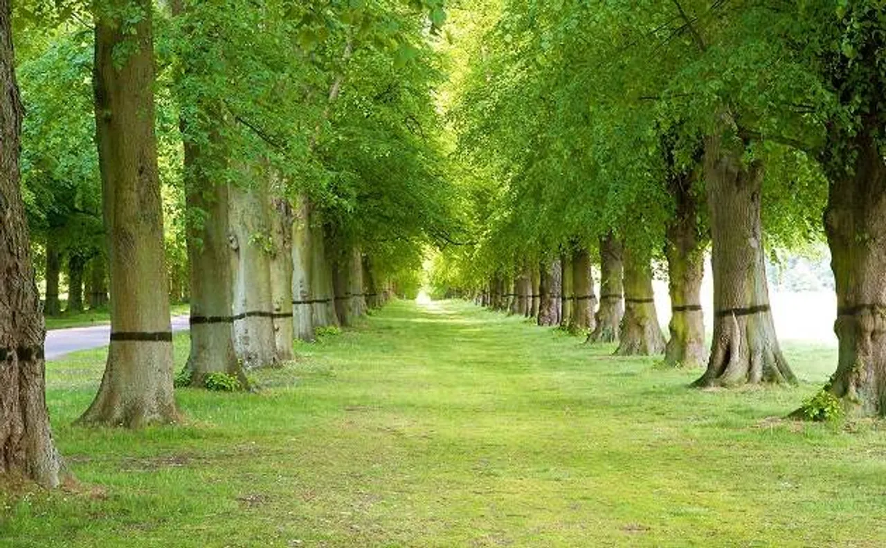 Earth nurtures more than 60,000 species of trees, says study