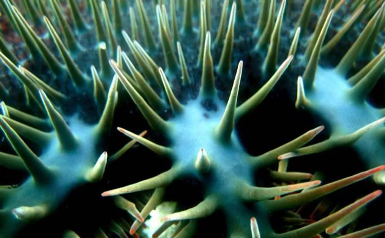Breakthrough: Power of attraction may help save Australiaâ€™s iconic Great Barrier Reef from starfish
