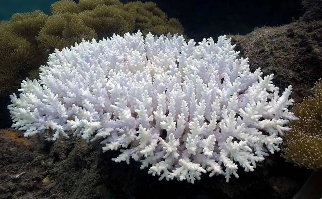 Back to back coral bleaching is killing The Great Barrier Reef, recorded for second time in 12 months