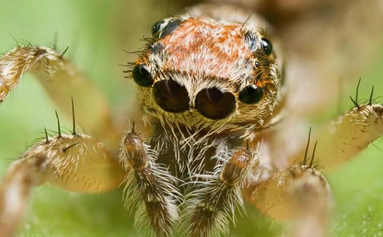 Dancing peacock, deadly funnel-web among 50 bizarre spider species discovered in Australia