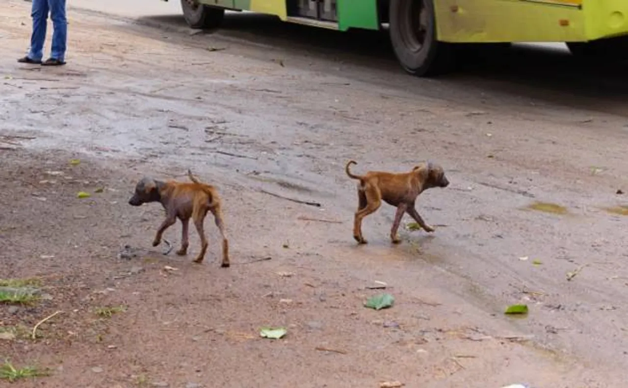Ban on sale, consumption of cat and dog meat in Taiwan