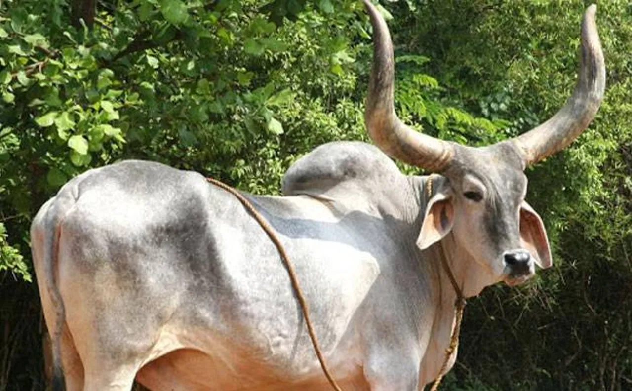 Tamil Nadu: LED bulb, plastic bags removed from bull's stomach