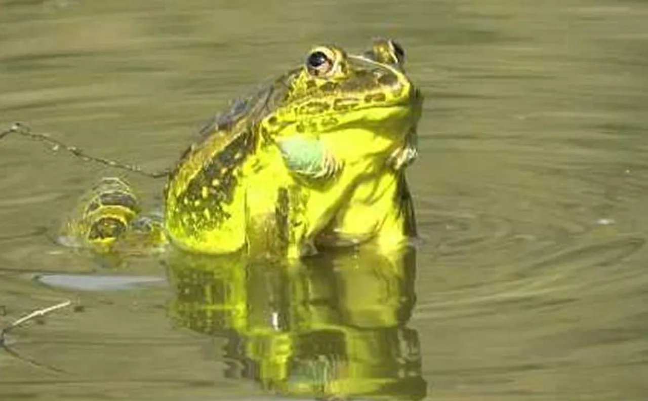 Earth Day 2017: Lizards, frogs being crushed to death on roads, save common reptiles and amphibians