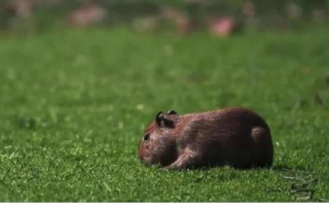 Video: 'Lily' World's largest rodent species gives birth to a pup at UK zoo