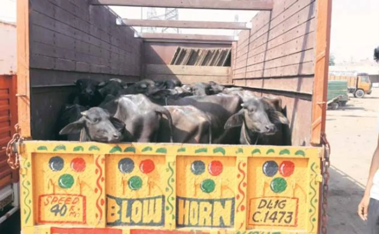 Animal rights activists rough up 3 men in Delhi for transporting buffaloes 