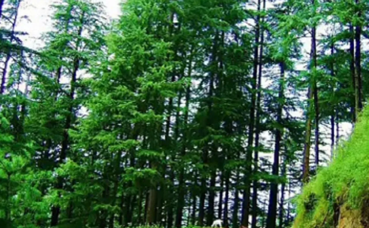 Spending time in nature may be beneficial for overall health, says research