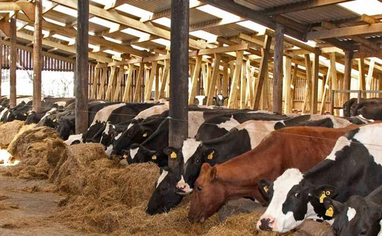 Central govt to Supreme Court: Cows should get Aadhaar like Unique Identification Number