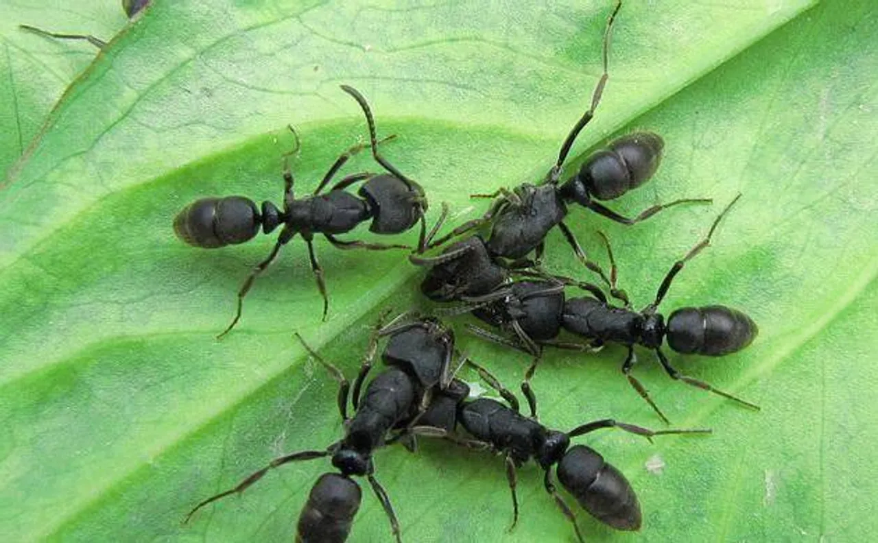 Scientists name new species of ants after English rock band Radiohead