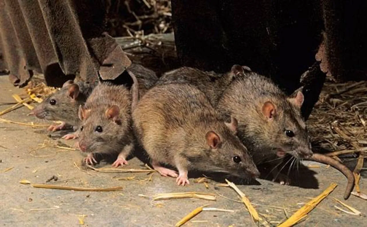 Rats drank 9 lakh litres of seized liquor, claim Bihar police