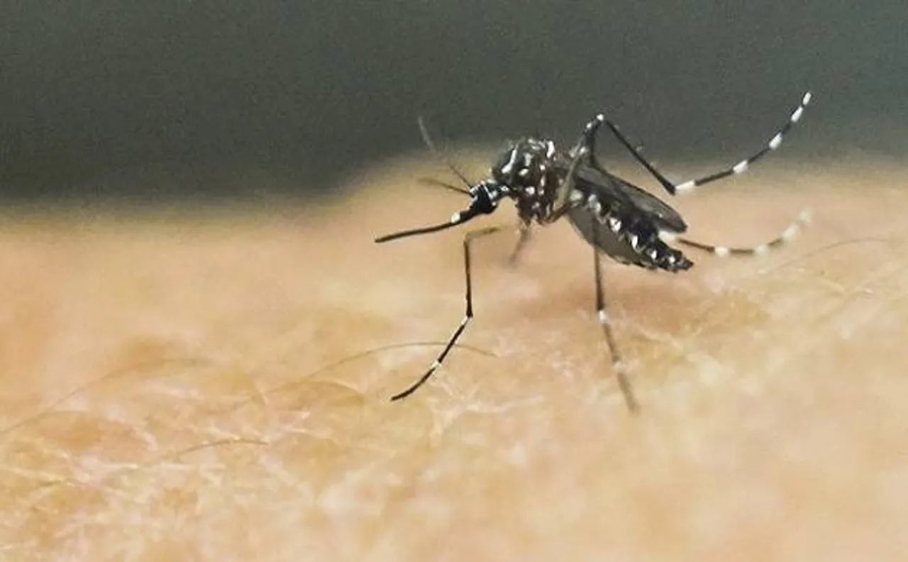 Scientists develop vaccine for potential Zika virus