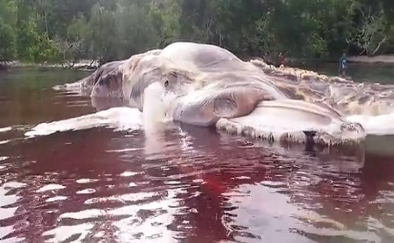 Watch: Massive 'sea monster' washes ashore in Indonesia, people mistook it to be a stranded boat