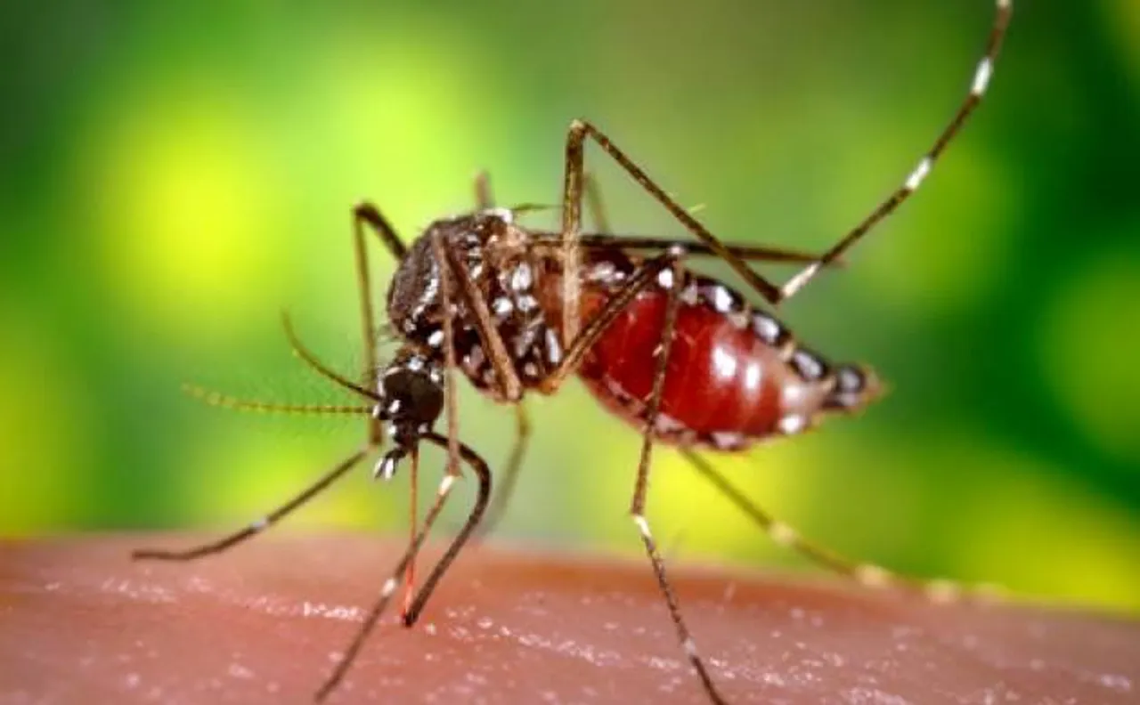 At least 259 people die due to yellow fever in Brazil 