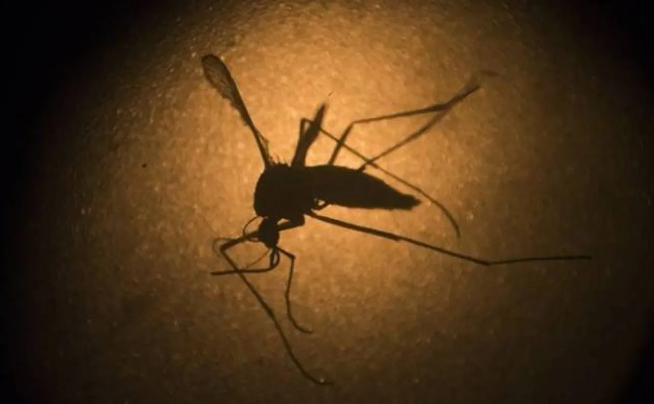 Yellow fever kills 259 people in Brazil this year