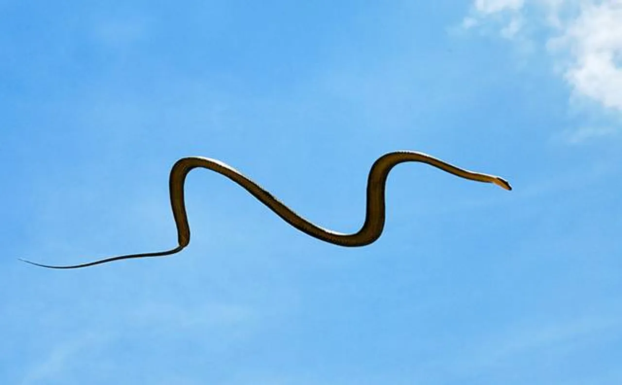 Flying snake? 5-million-year-old 'winged' snake species found from Gray Fossil Site in US