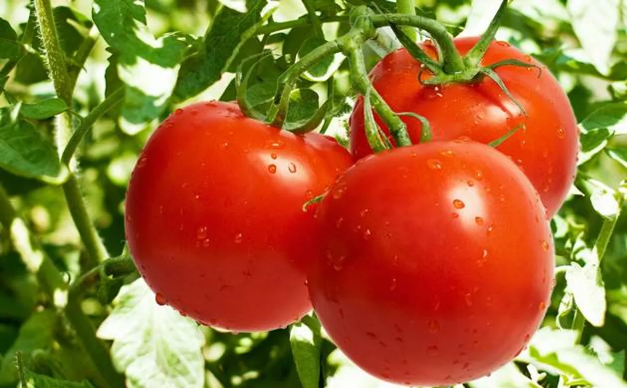 Tomatoes extracts: New cure for stomach cancer?