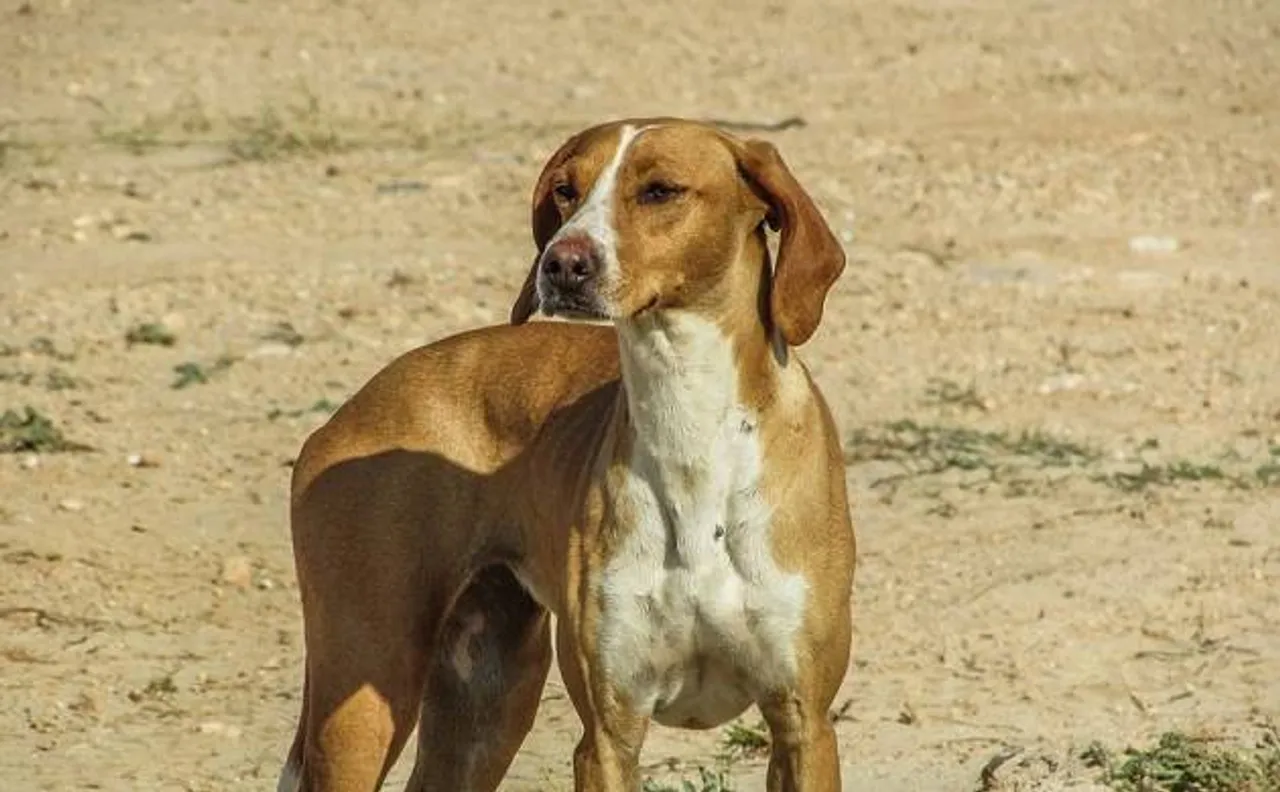 Dog sentenced to death in Pakistan's Punjab province for biting a child