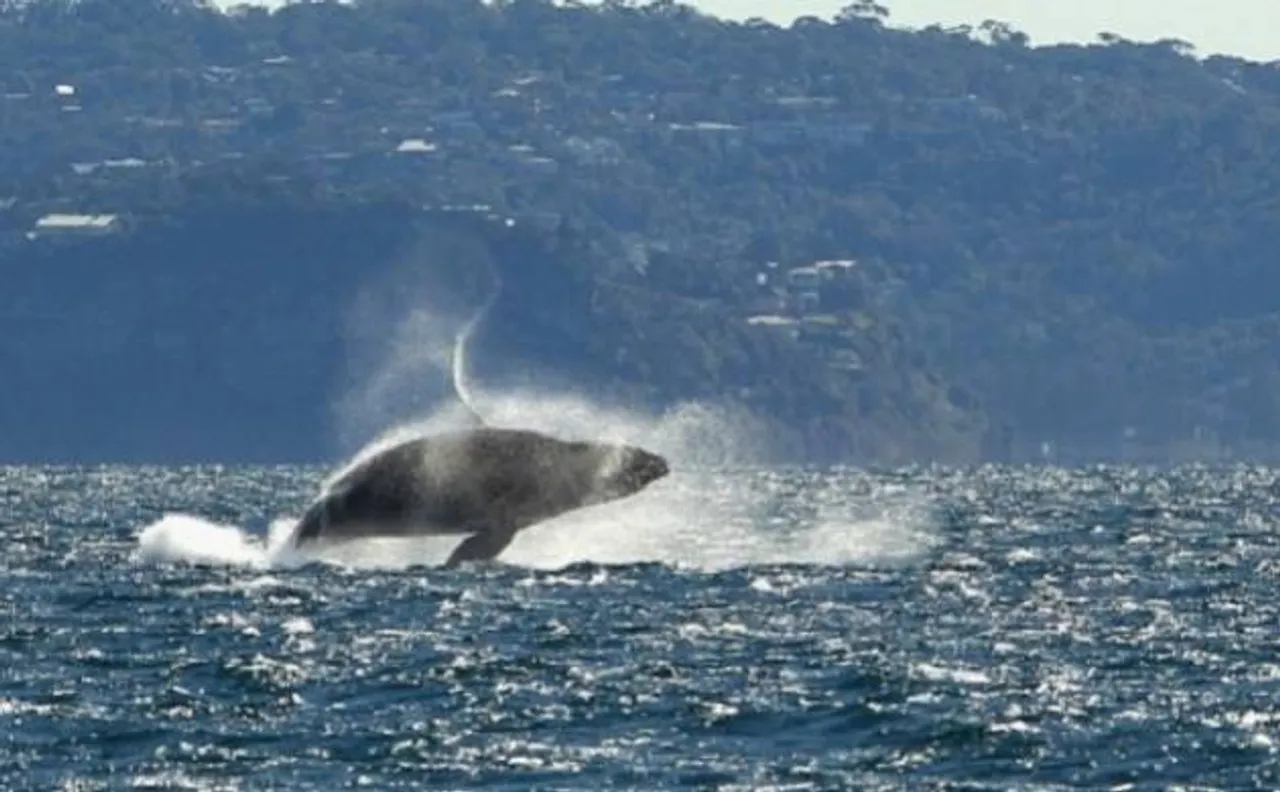 Scientists solve the mystery of how whales became the biggest animal on Earth