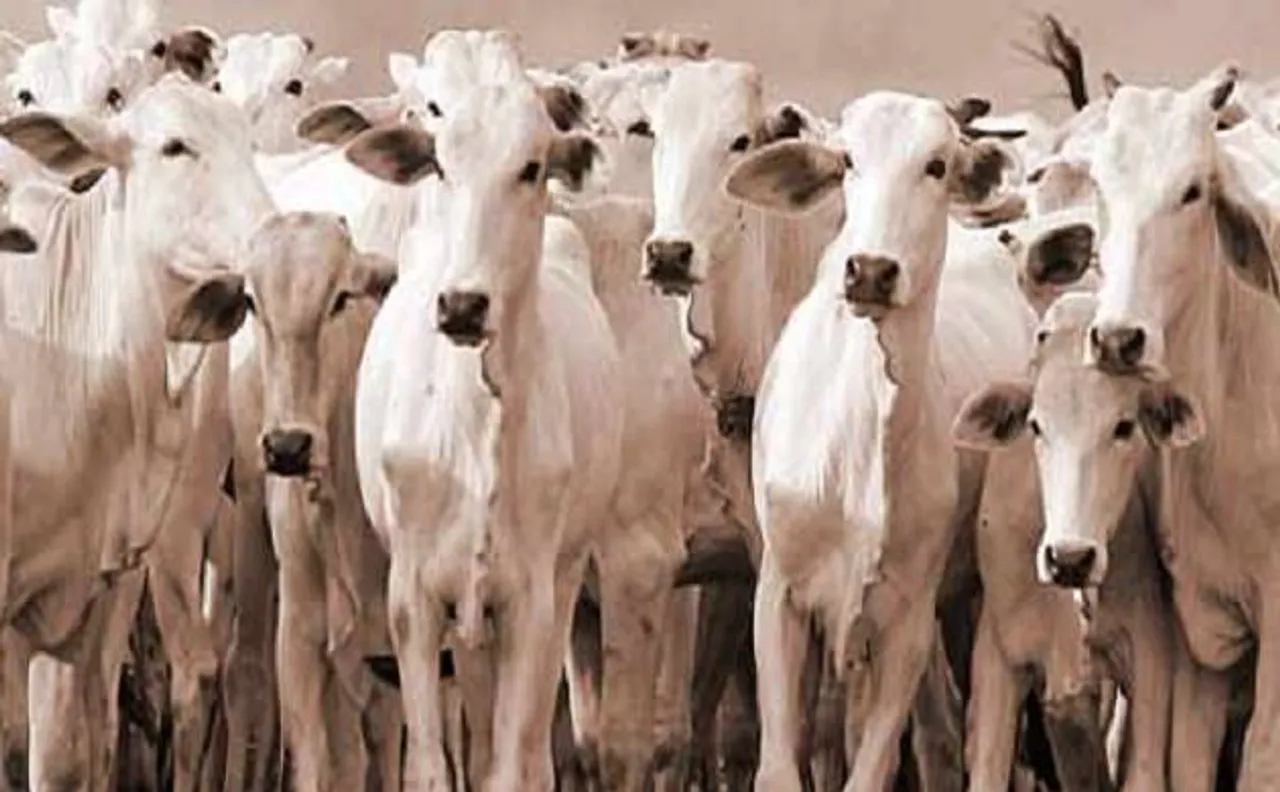 Modi Govt bans sale of cattle across country for slaughter purpose, notifies 4 rules to regulate livestock market