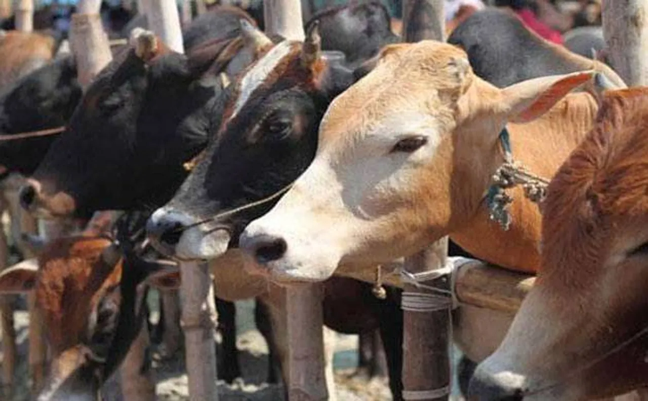 Ban on cattle sale for slaughter: West Bengal, Kerala decry Center's decision, Opposition criticises move in other states 