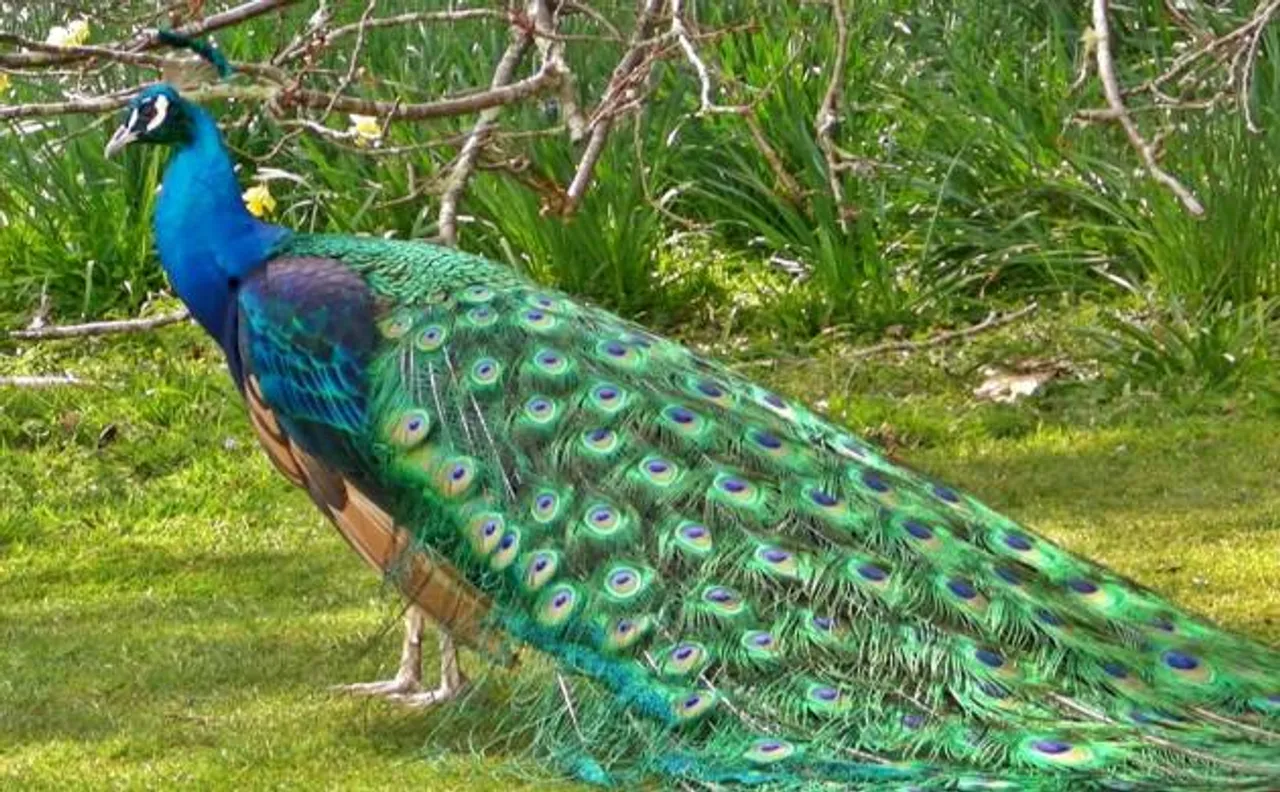 Rajasthan HC judge who wants cow to be national animal says peacocks donâ€™t have sex