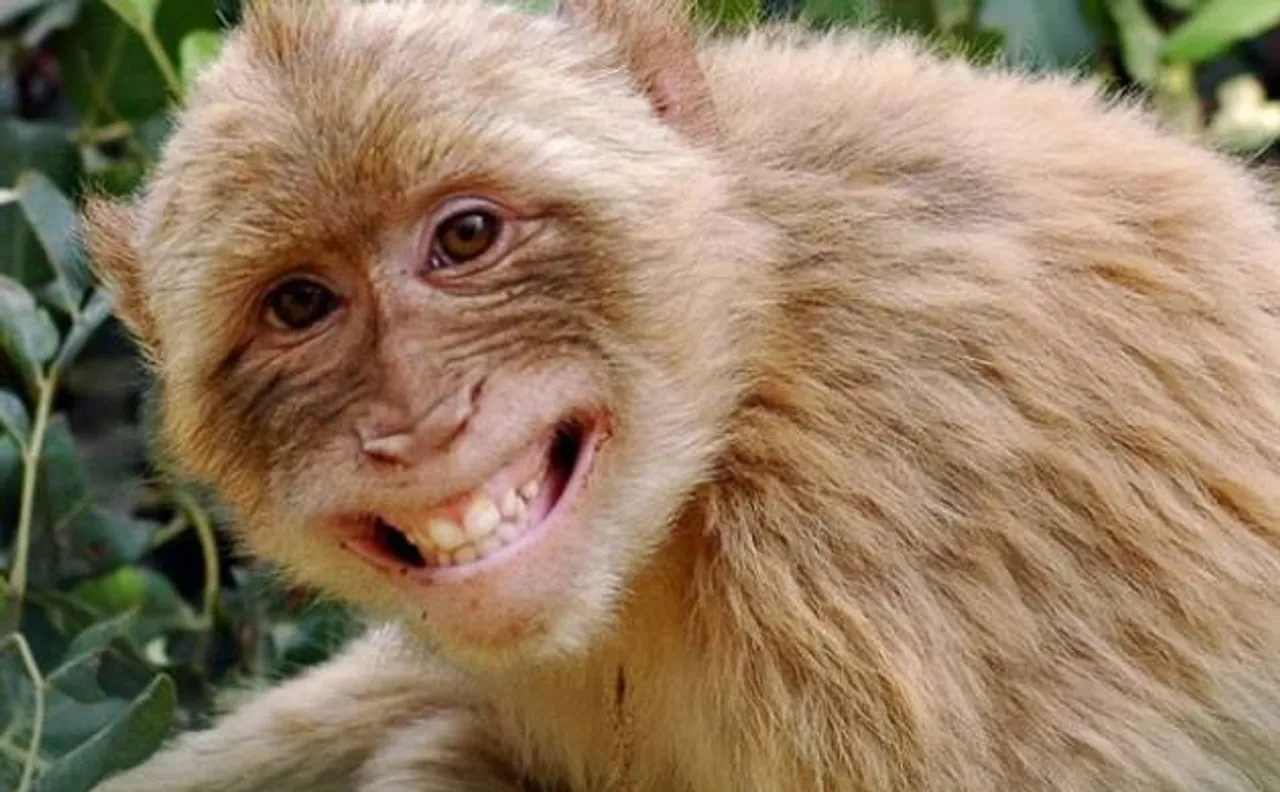 Do not mistake monkeys' expressions with 'smiles' and 'pouts', they may harm you