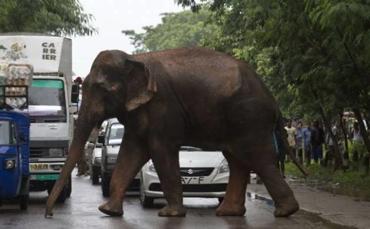 Coimbatore: Elephant tramples four to death in Vellalore area