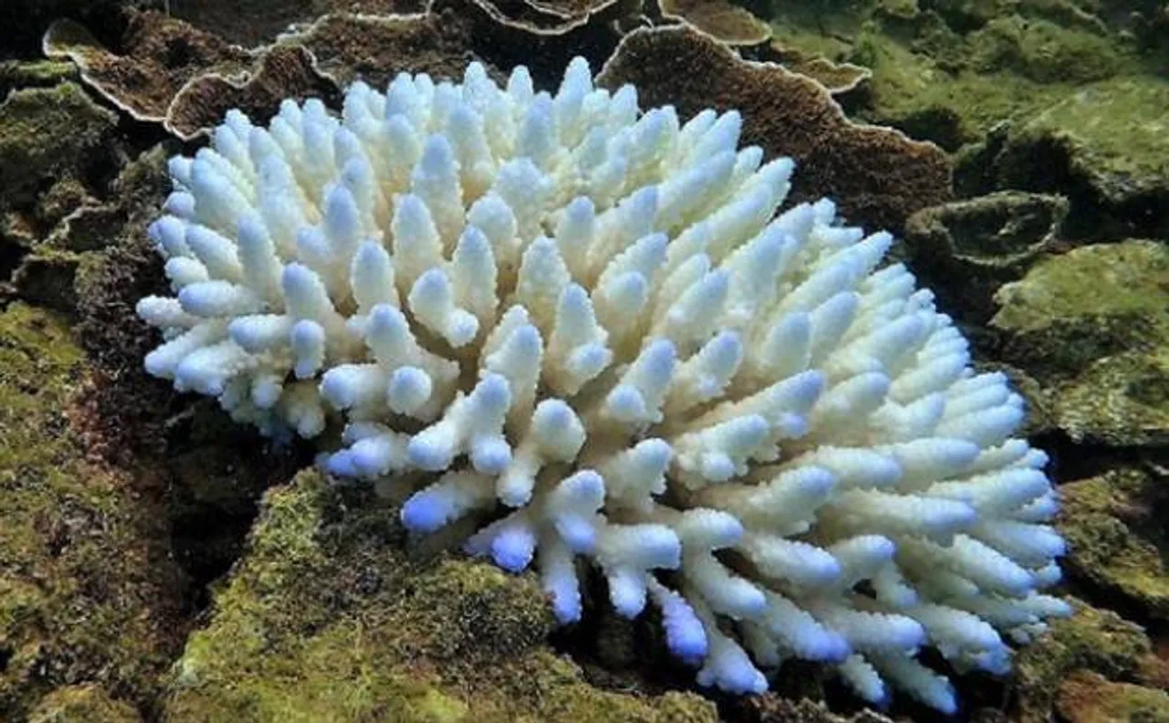 Great Barrier Reef in danger: UNESCO raises serious concerns over frequent coral bleaching