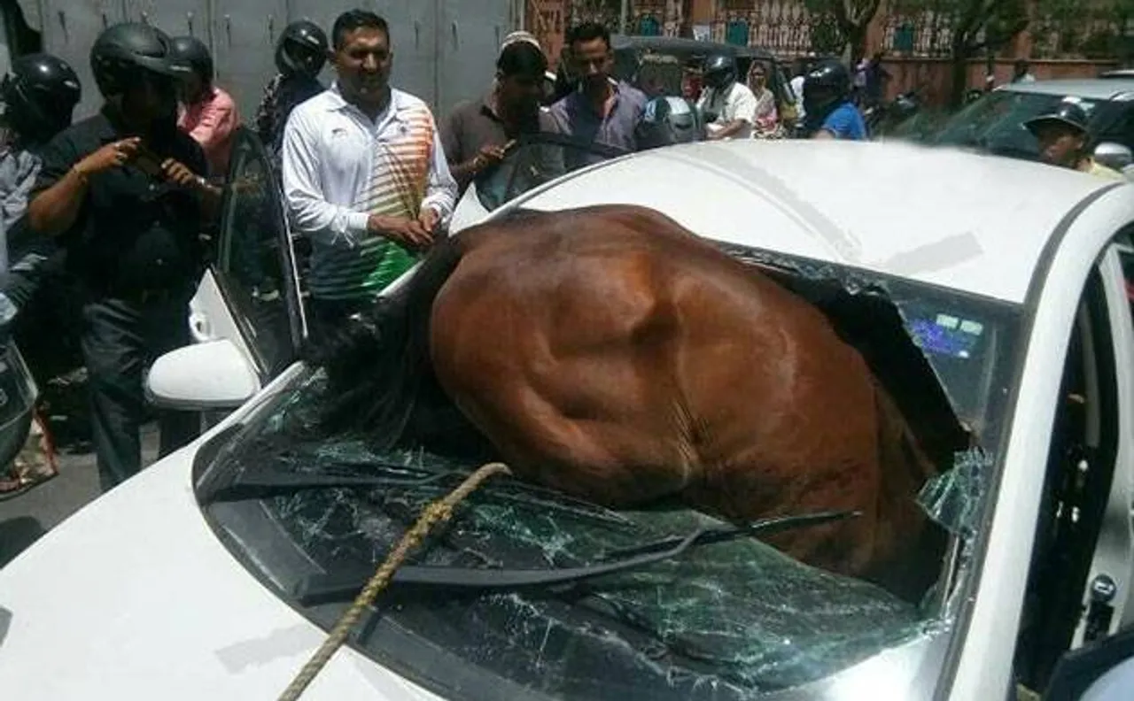 Rajasthan: Frightened horse gets stuck in car; rescued by locals near Jaipur club