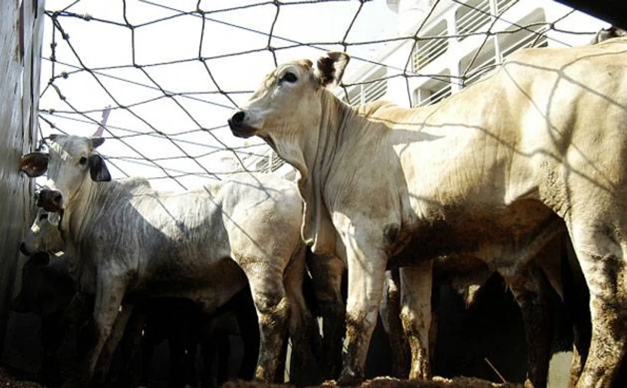 UP: Cow slaughter, illegal transport to be punishable under NSA, Gangsters Act