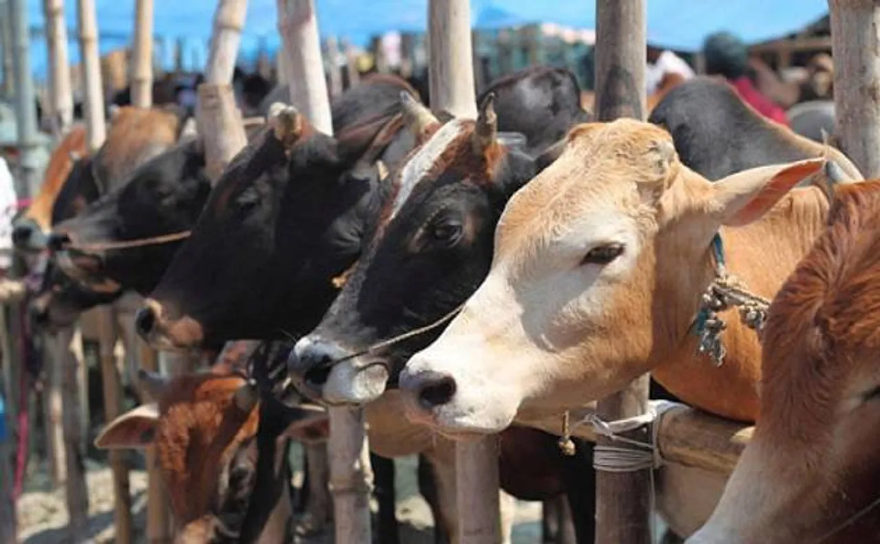 Cattle smuggling, slaughter to be punishable under NSA, Gangsters Act, in Uttar Pradesh, says DGP