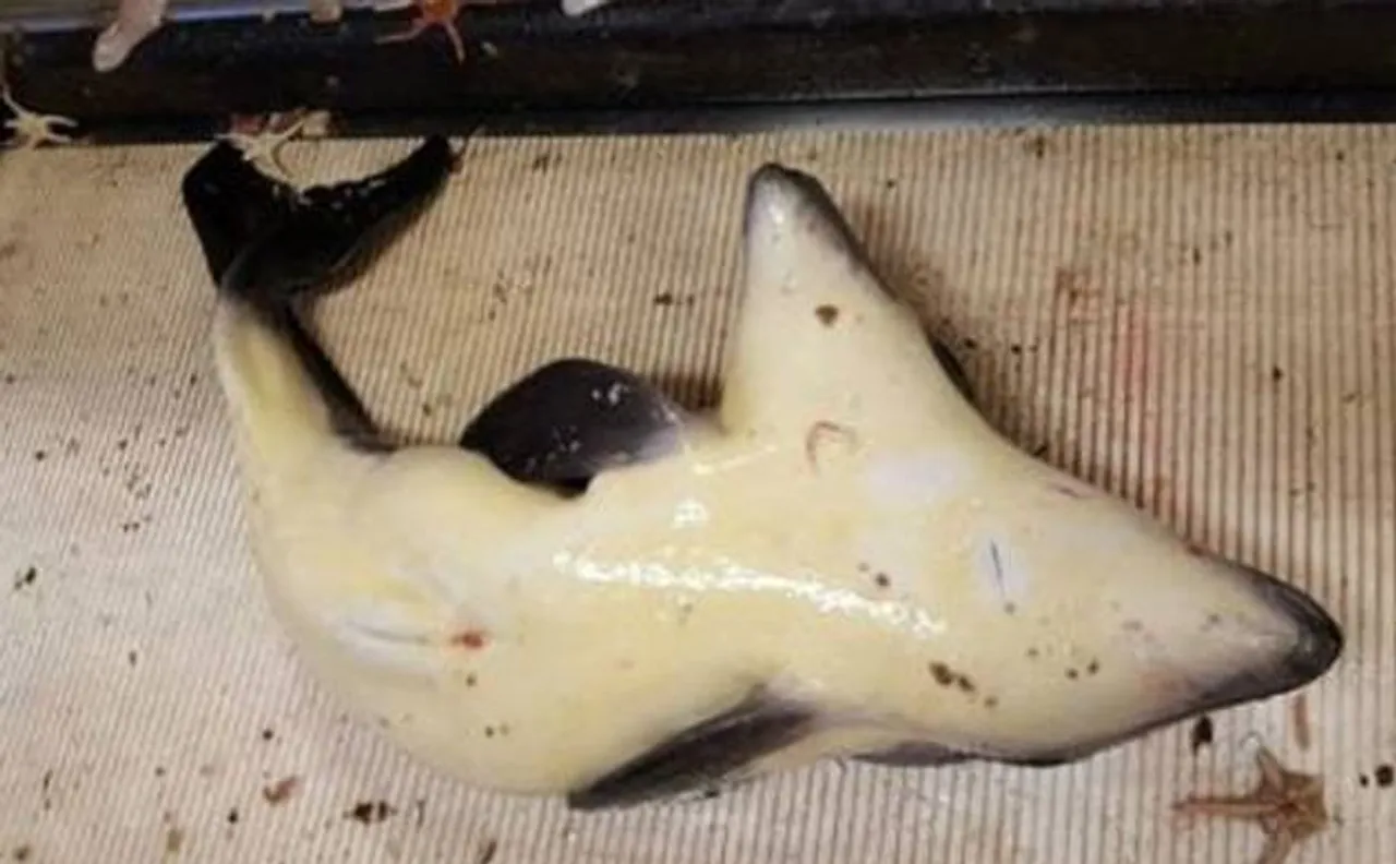 Two-headed porpoise discovered: Have you ever seen this creature with two fully grown heads?