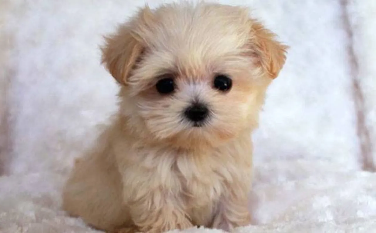 Pictures of puppies can help rekindle fading passion in marriage: Study