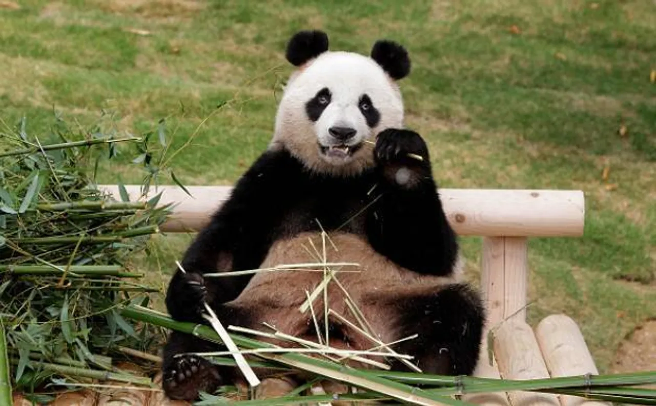 Two giant pandas to be taken to Berlin zoo for 15-year research mission