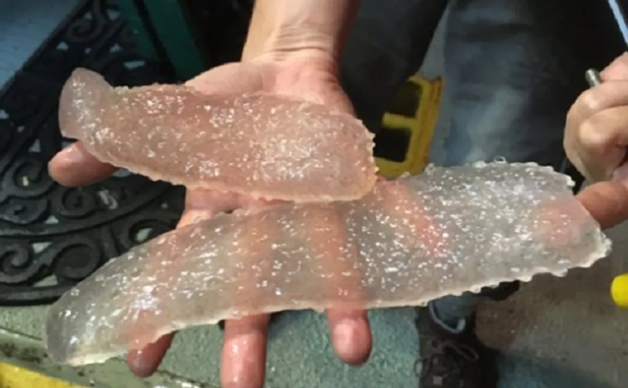 â€˜Sea Picklesâ€™ invade Pacific coastal waters, baffling scientists