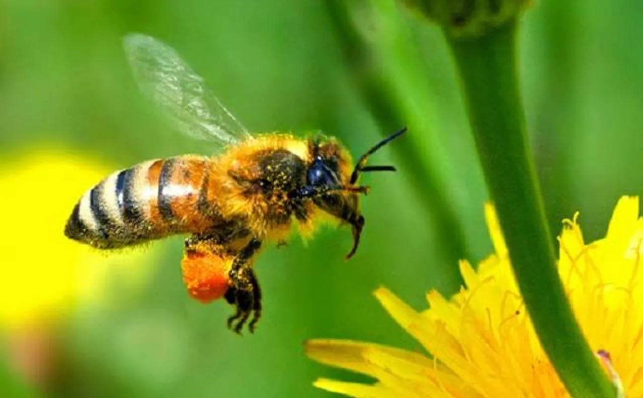 Neonicotinoid pesticides threatens survival of bees, says study