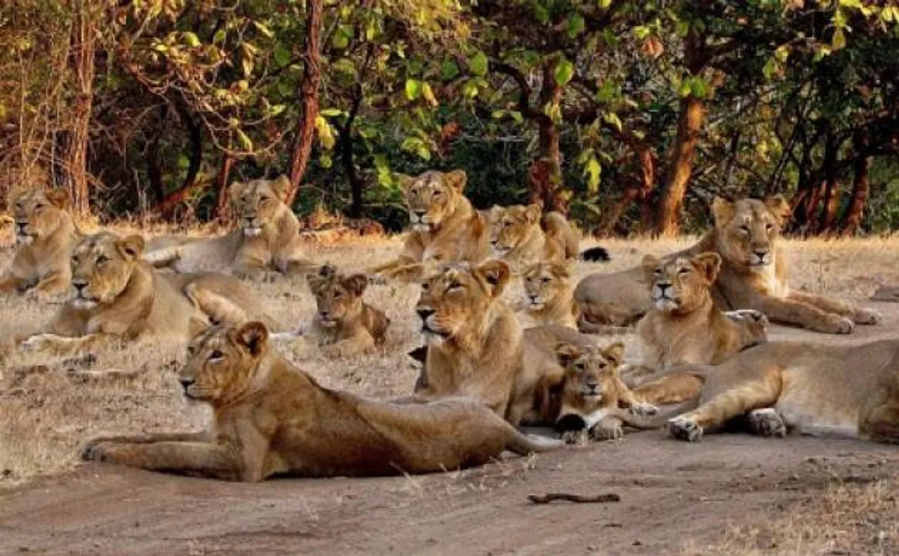 Watch: Pride of lions surround ambulance as woman goes through emergency delivery in Gujarat's Gir forest