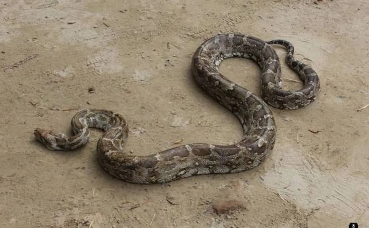Python found inside IAF transport plane at Agra airbase